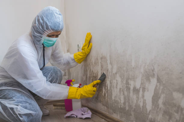 Office Mold Removal Services in Fayetteville, AL