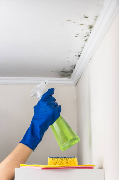 Fayetteville, AL Mold Removal Company